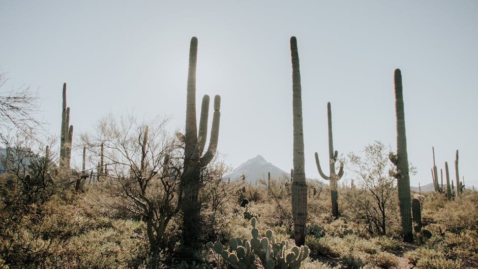 Cactus Plants In The Desert